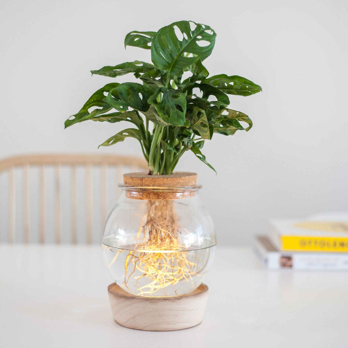 Monstera im Kugelglas mit LED-Beleuchtung - Hydroponik - Willemse