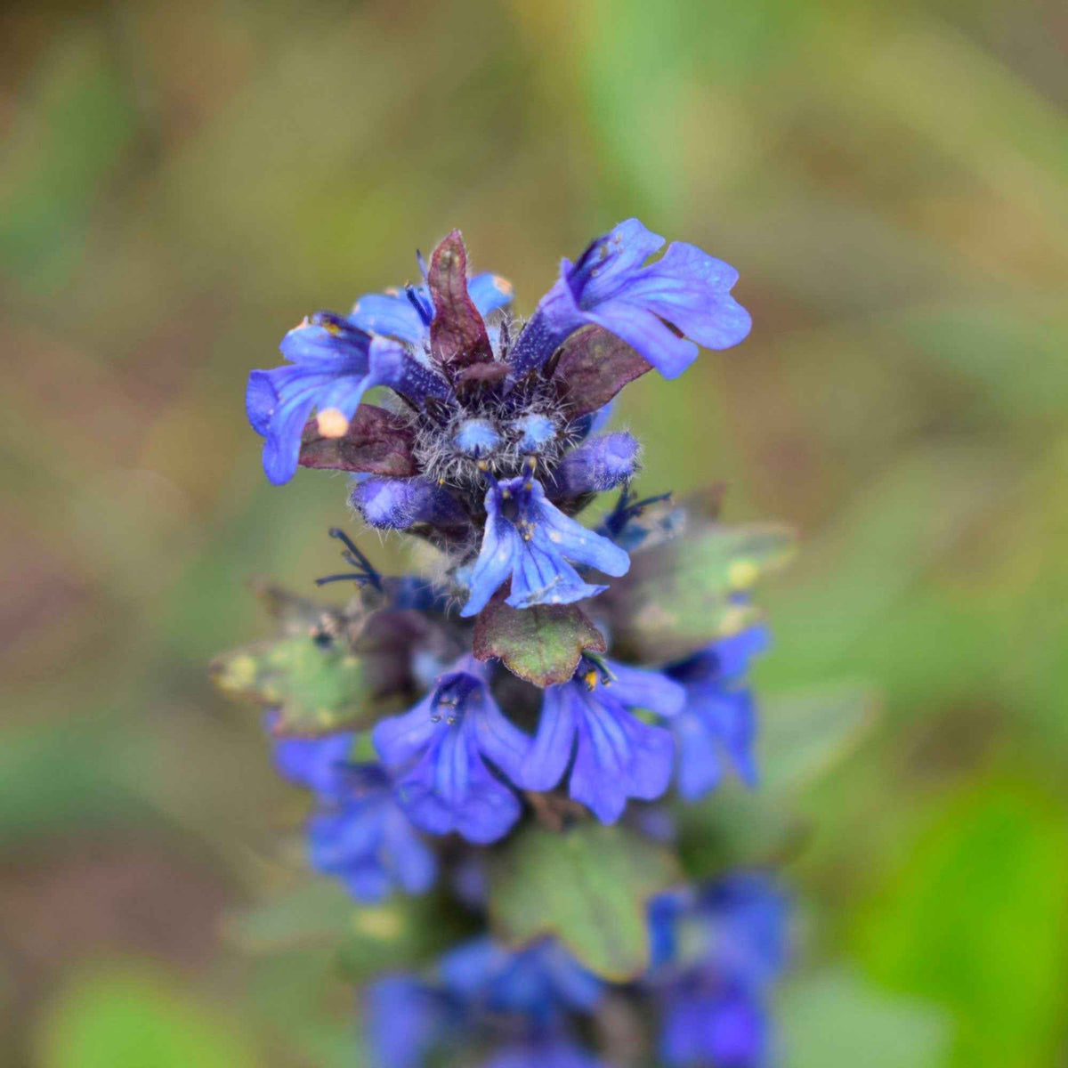 Salvia pratensis - Wiesensalbei - Salbei