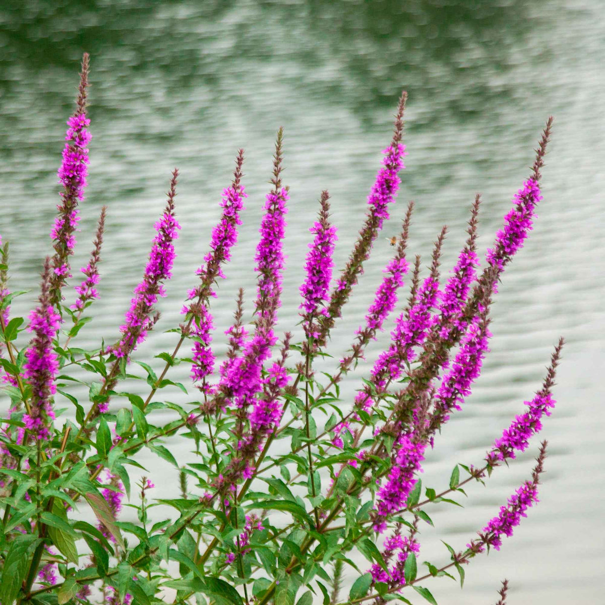 Blutweiderich ‘Robert’ - Willemse