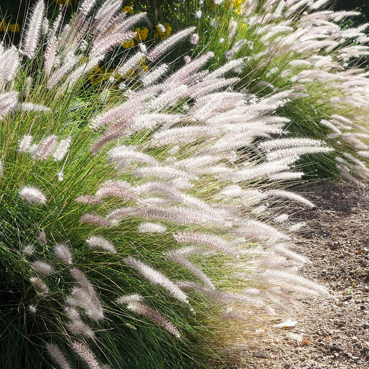 Orient-Lampenputzergras ‘Fairy Tails’ - Willemse