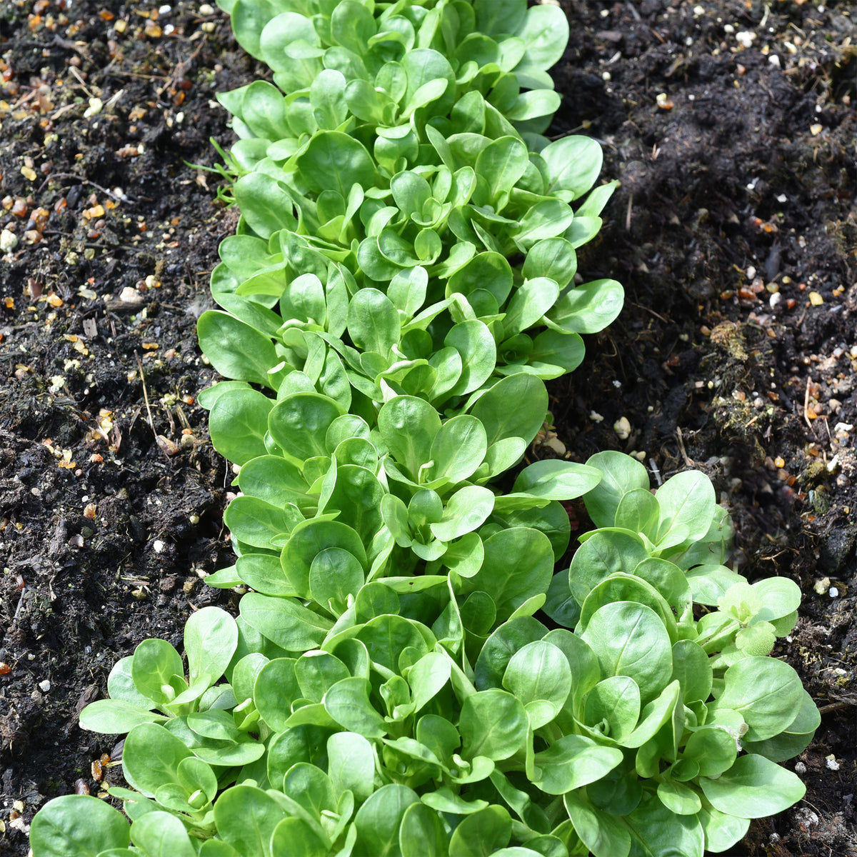 Feldsalat Dunkelgrüner Vollherziger 2 - Willemse