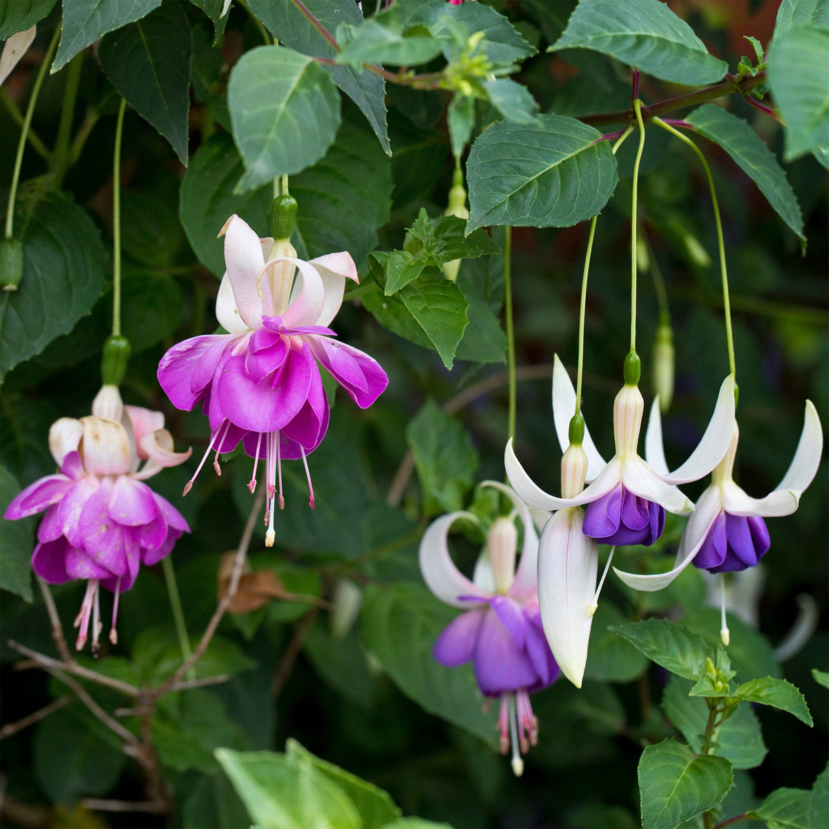 Fuchsie Blue Sarah (x3) - Willemse