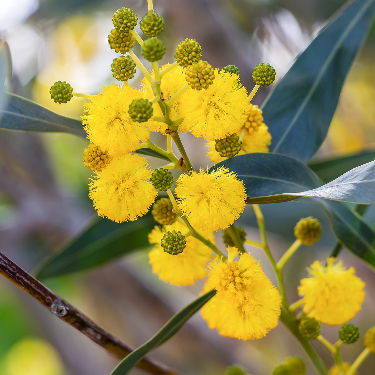 Acacia retinodes - Vier-Jahreszeiten-Mimose - Sträucher