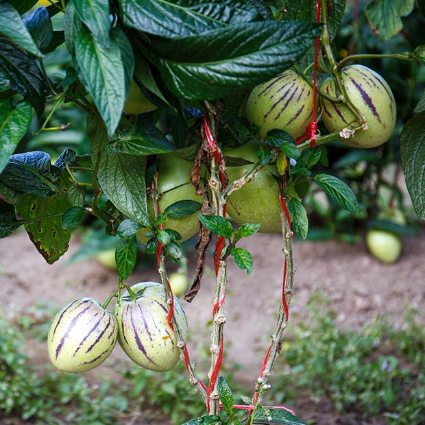 Melonenbirne - Solanum muricatum - Willemse