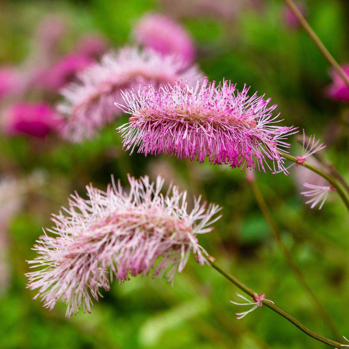 Sanguisorba obtusa - Japanischer Wiesenknopf (x3) - Wiesenknopf