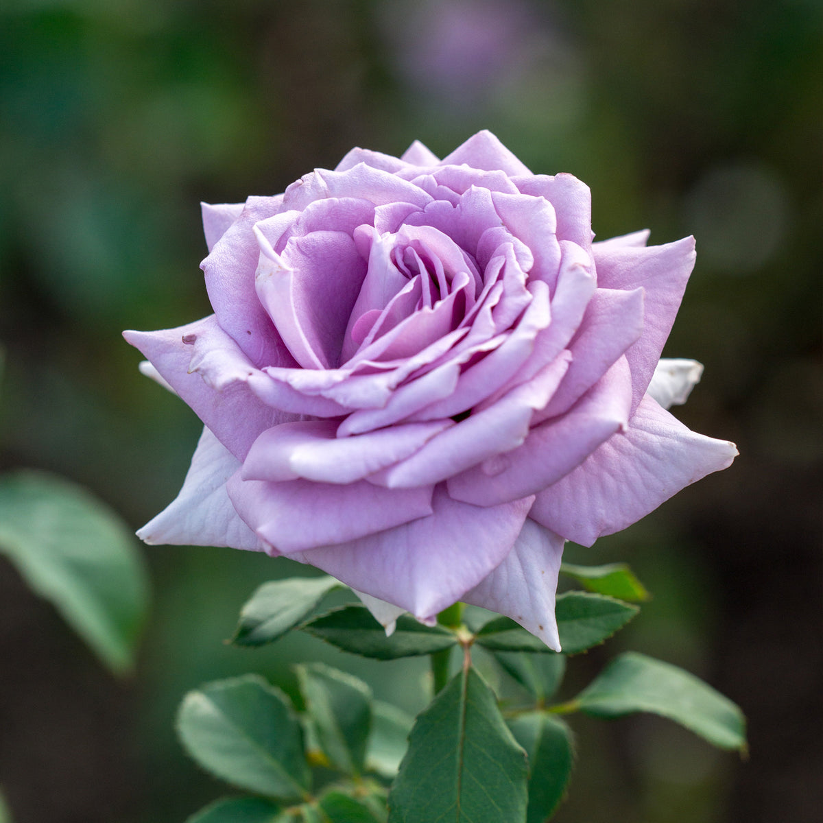 Strauchrose violett - Willemse