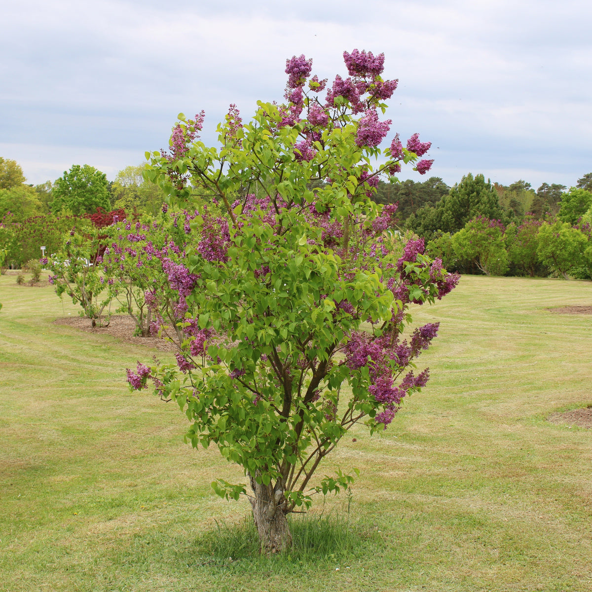 Flieder ‘Charles Joly’ - Syringa vulgaris Charles Joly - Willemse