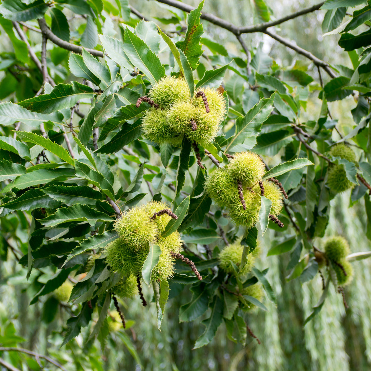 Verkauf Edelkastanie - Castanea sativa