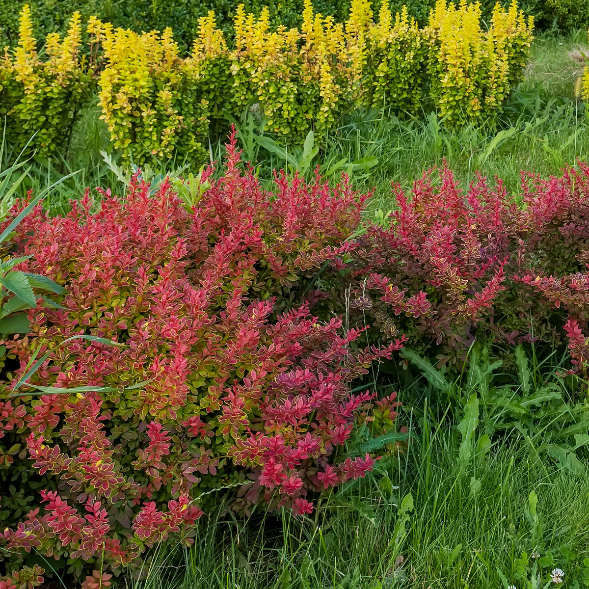 Blut-Berberitze ‘Atropurpurea’ Hecke - Willemse