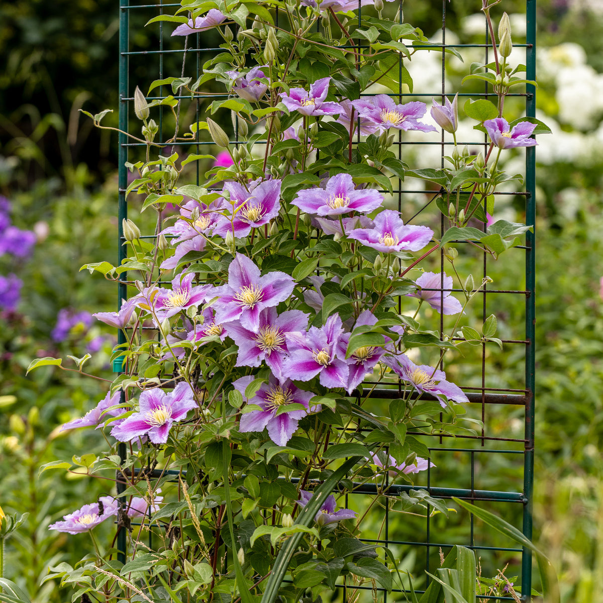 Kletterpflanzen Kollektion (x3) - Lonicera heckrottii American Beauty, Clematis patens Piilu, Parthenocissus tricuspidata Veitchii - Willemse