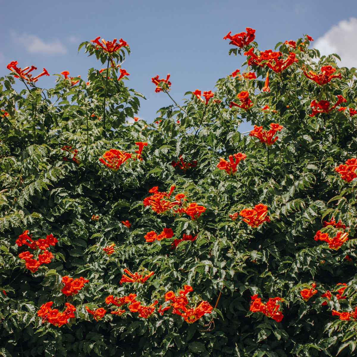 Trompetenblume Stromboli - Willemse