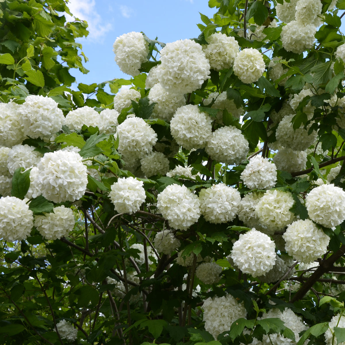 Vier-Jahreszeiten-Hecke (x6) - Viburnum opulus Roseum, Viburnum x bodnantense Dawn, Weigelia Bristol Ruby, Philadelphus virginal, Forsythia spectabilis, Tamarix ramosissima - Willemse