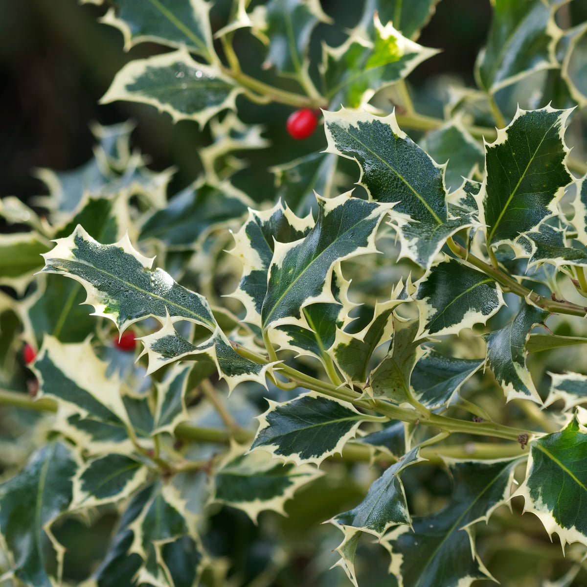 Weißbunte Stechpalme 'Argentea Marginata' stamm - Ilex aquifolium Argentea Marginata - Sträucher und Stauden