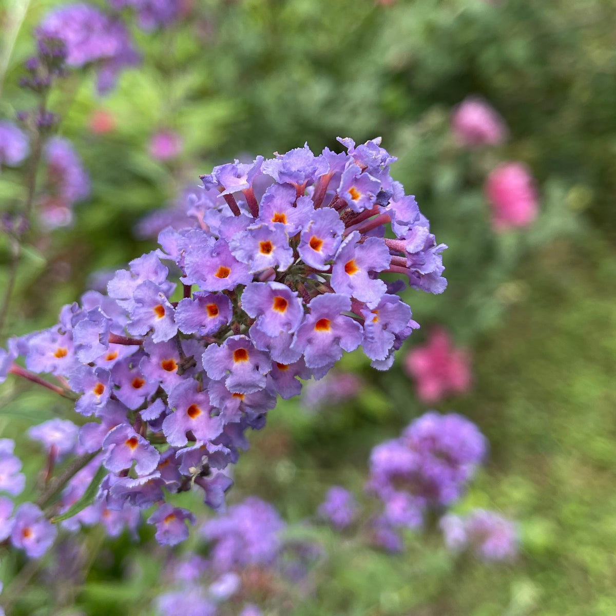 Schmetterlingsflieder Dreaming Lavender - Willemse