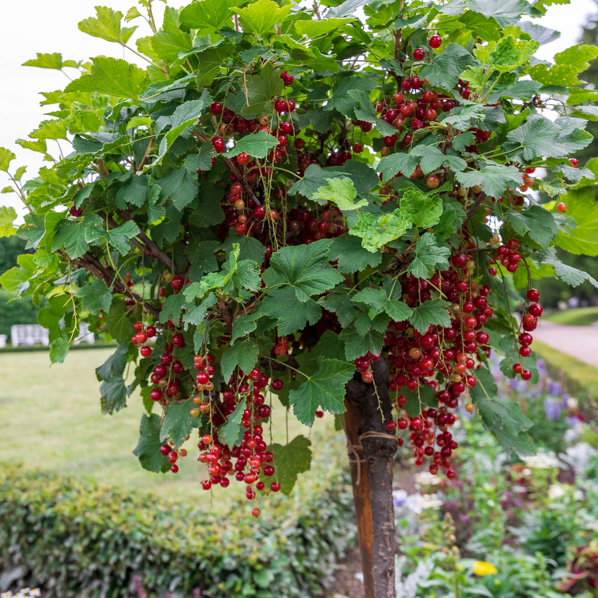 Rote Johannisbeere auf Stamm ‘Jonkheer van Tets’ - Ribes rubrum Jonkheer van Tets - Willemse