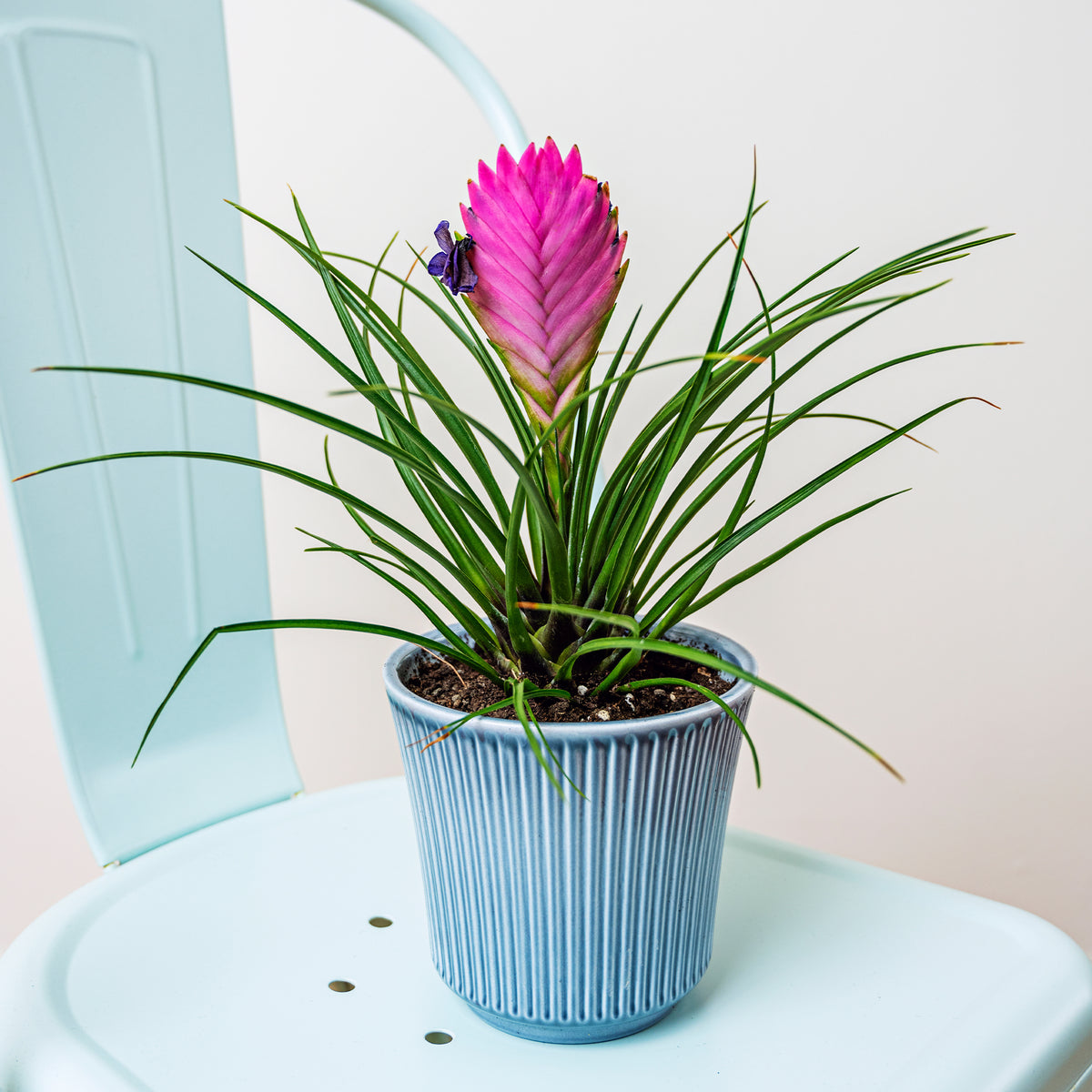 Blaue Tillandsie - Willemse