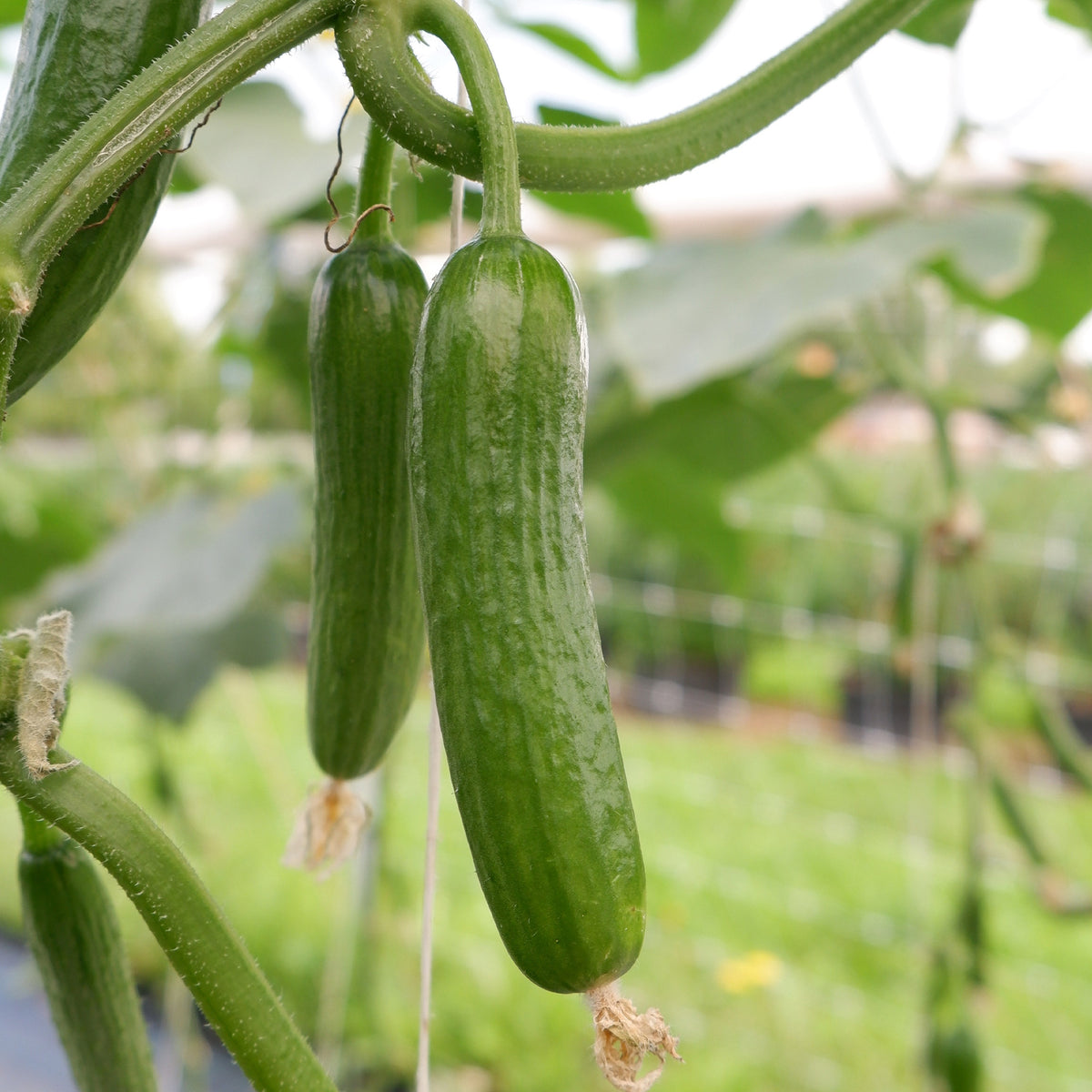 Cucumis sativus mini broumana f1 - Gurke Mini Broumana F1 - Samen für Gurken