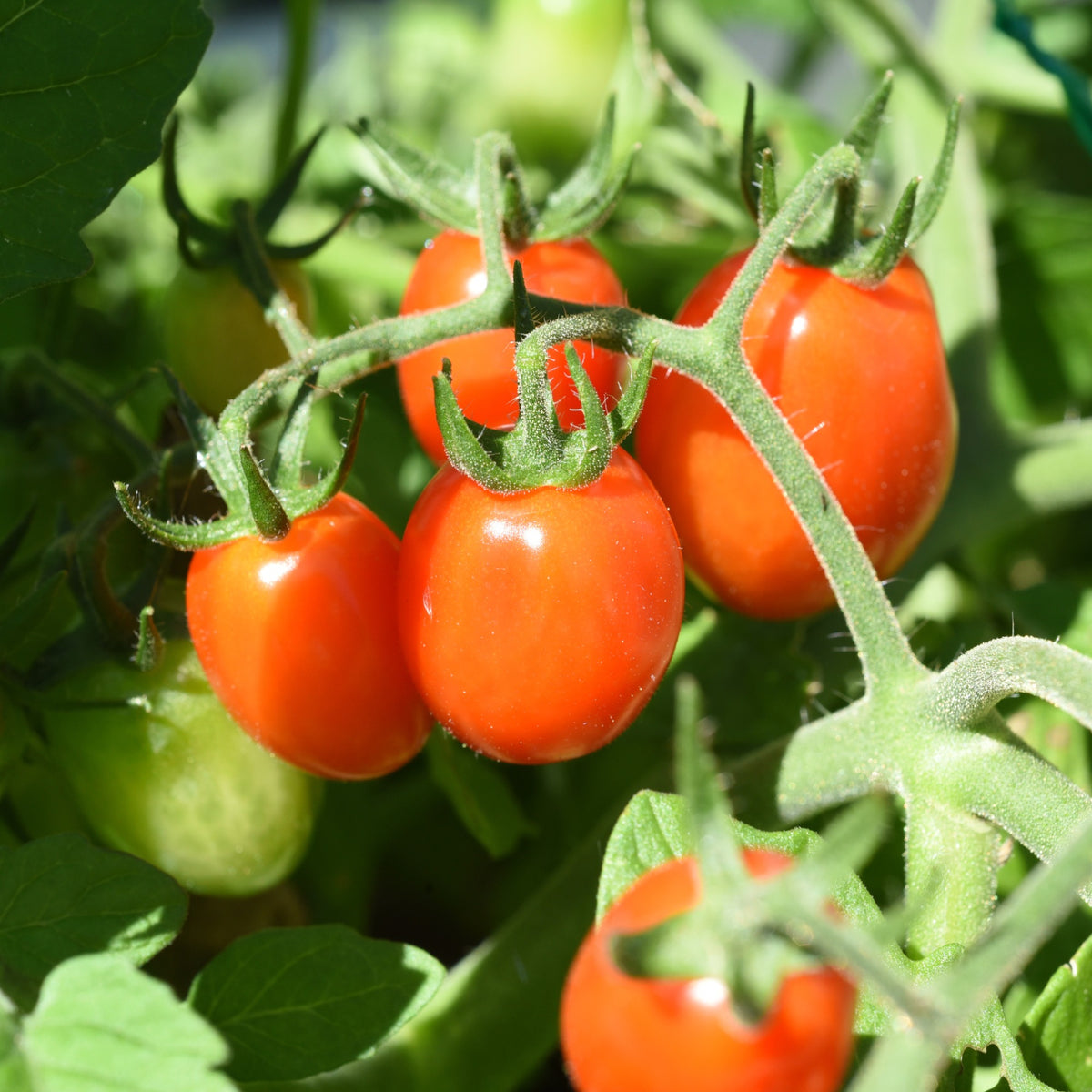 Kirschtomate Romello F1 - Willemse