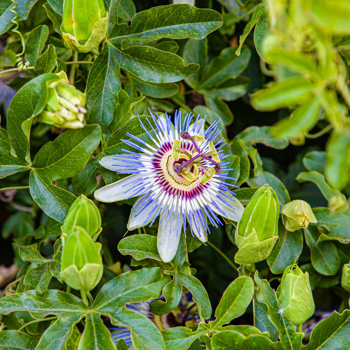 Blaue Passionsblume (Samen)