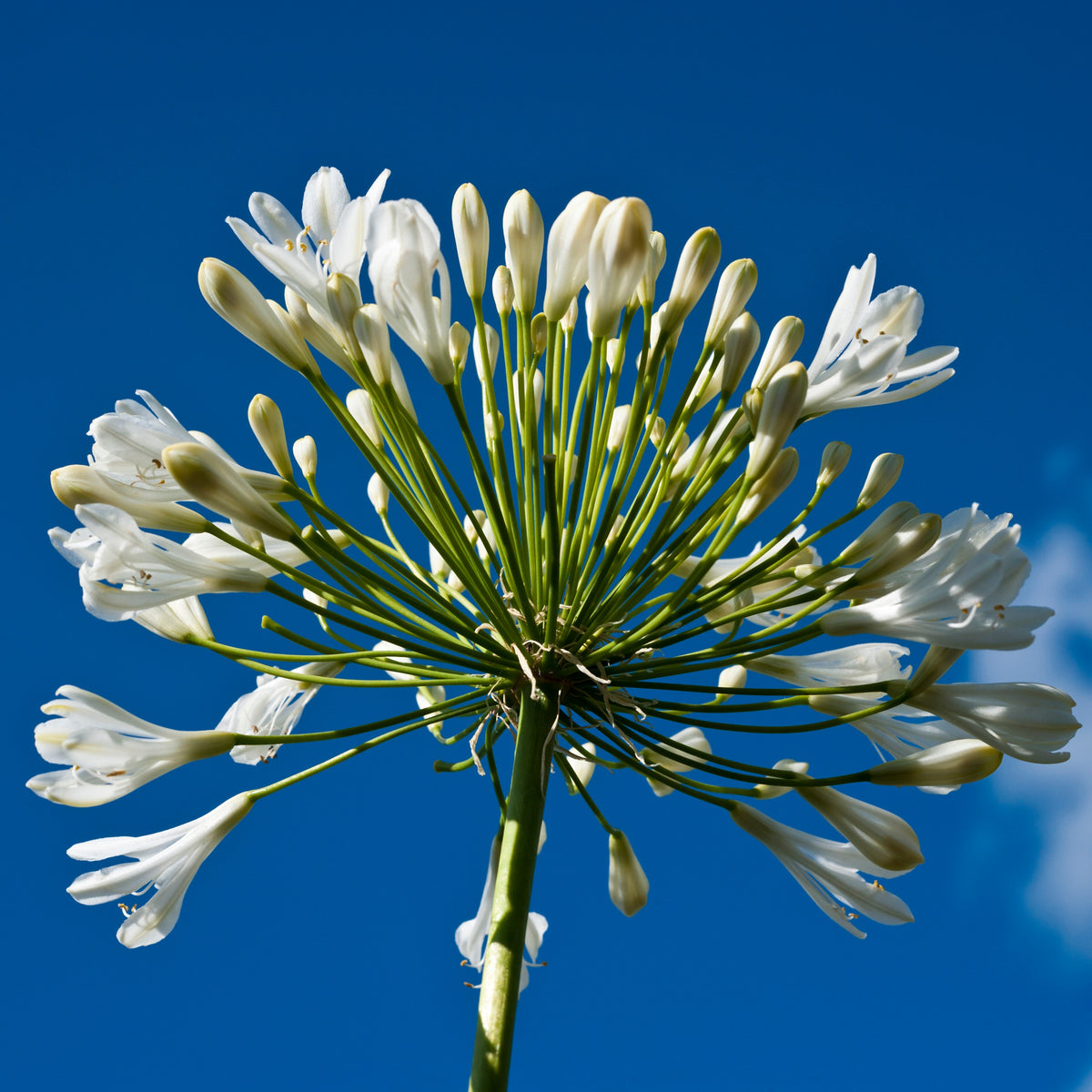 Stauden-Kollektion mit weißen Blüten (x9) - Agapanthus, cerastium tomentosum, gaura lindheimeri, geranium pratens - Willemse