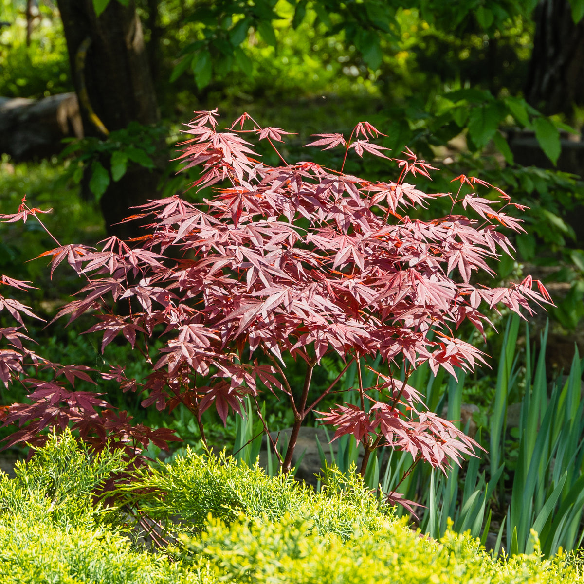 Balkonsträucher - Sträucher-Kollektion Fächerahorn purpur & Gold-Orangenblume (x2) - Acer palmatum Atropurpureum , Choisya ternata Sundance Lich