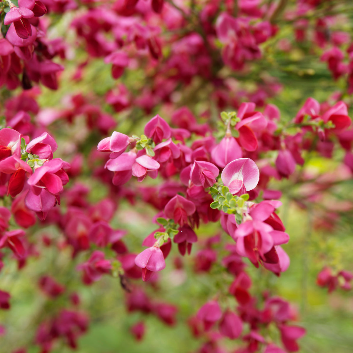 Cytisus praecox Boskoop Ruby - Edelginster Boskoop Ruby - Sträucher