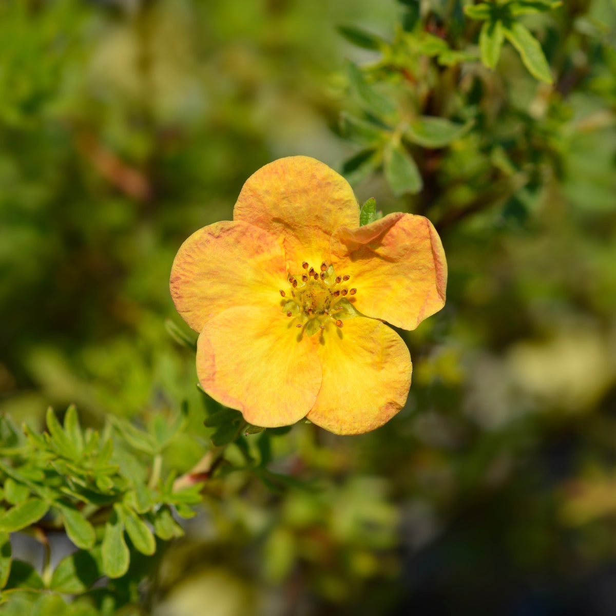 Fingerstrauch Bella Sol® - Willemse