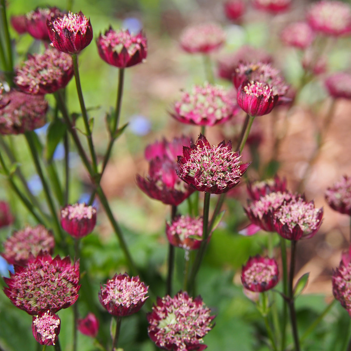 Astrantia major Moulin Rouge - Sterndolde ‘Moulin Rouge’ - Astrantia