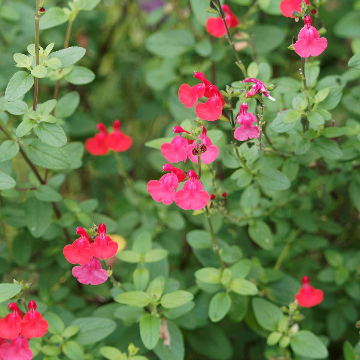 Johannisbeer-Salbei Grahamii - Willemse