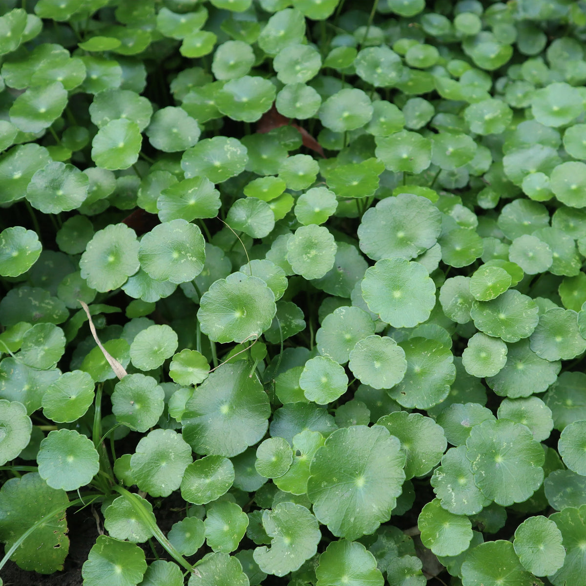 Wassernabel - Hydrocotyle vulgaris - Willemse