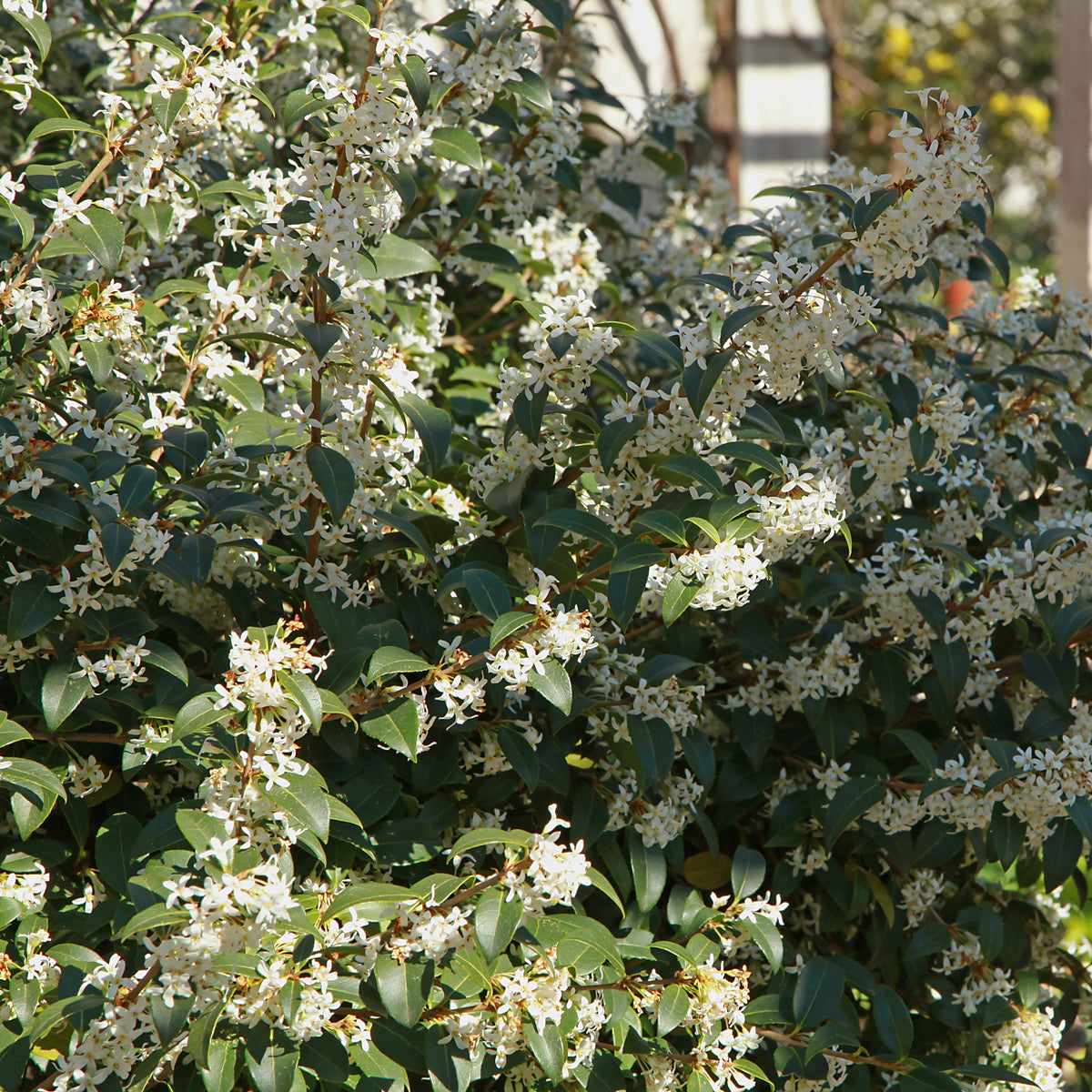 Burkwoods Duftblüte - Willemse
