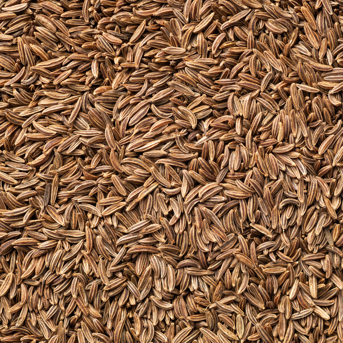 Kreuzkümmel - Cumin - Willemse