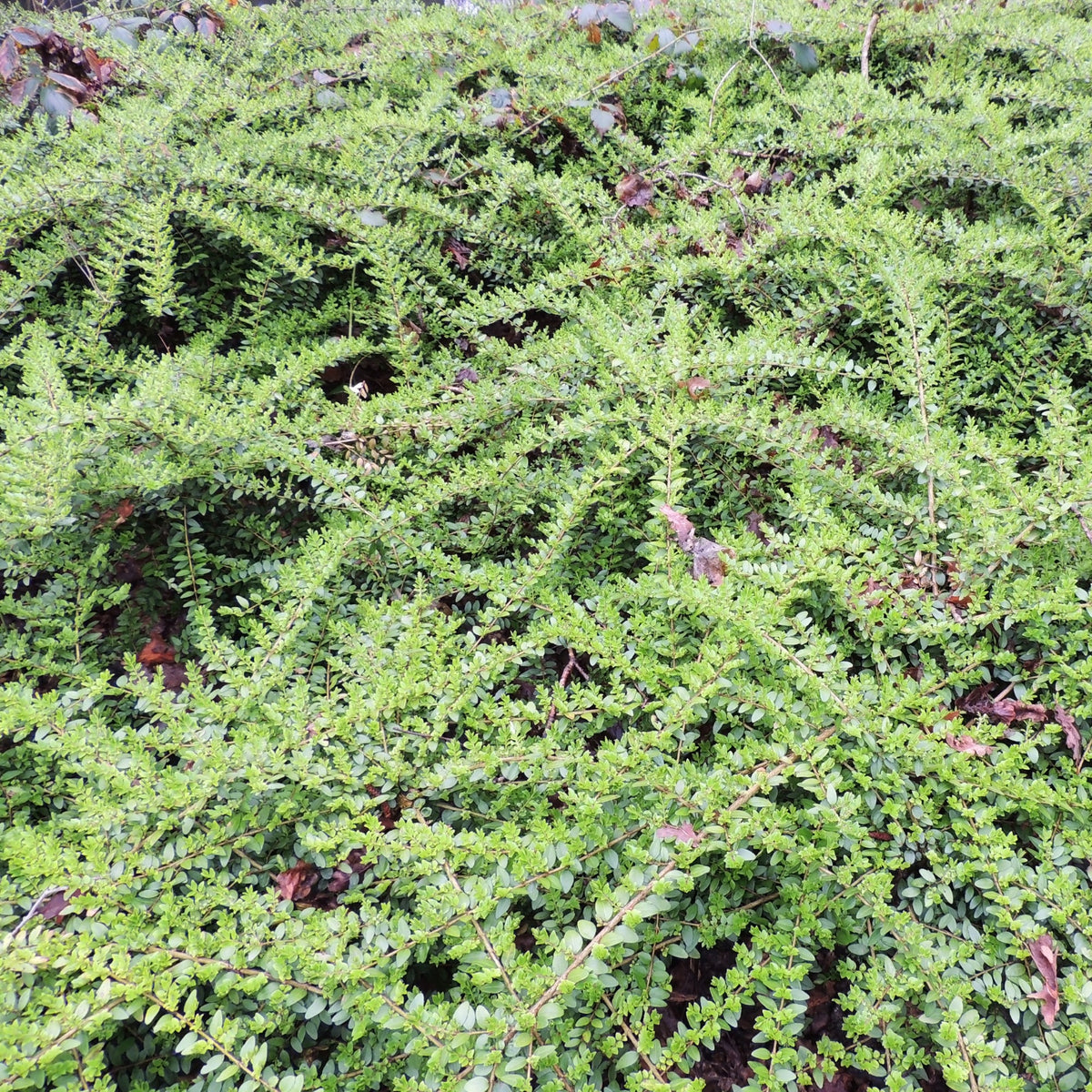 Lonicera pileata - Immergrüne Heckenkirsche - Immergrüne Pflanzen