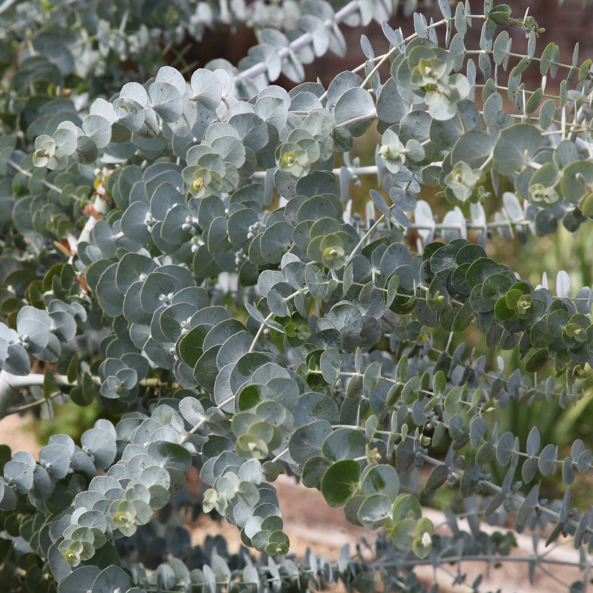 Eukalyptus Baby Blue - Willemse