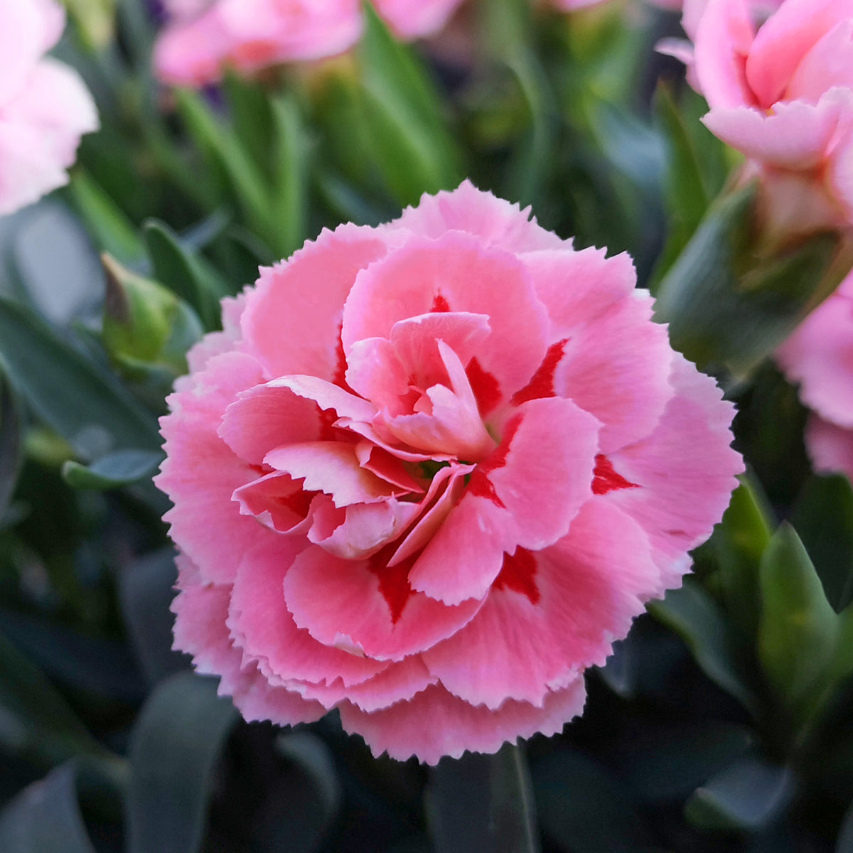 Federnelke 'Doris' (x3) - Dianthus plumarius Doris - Willemse