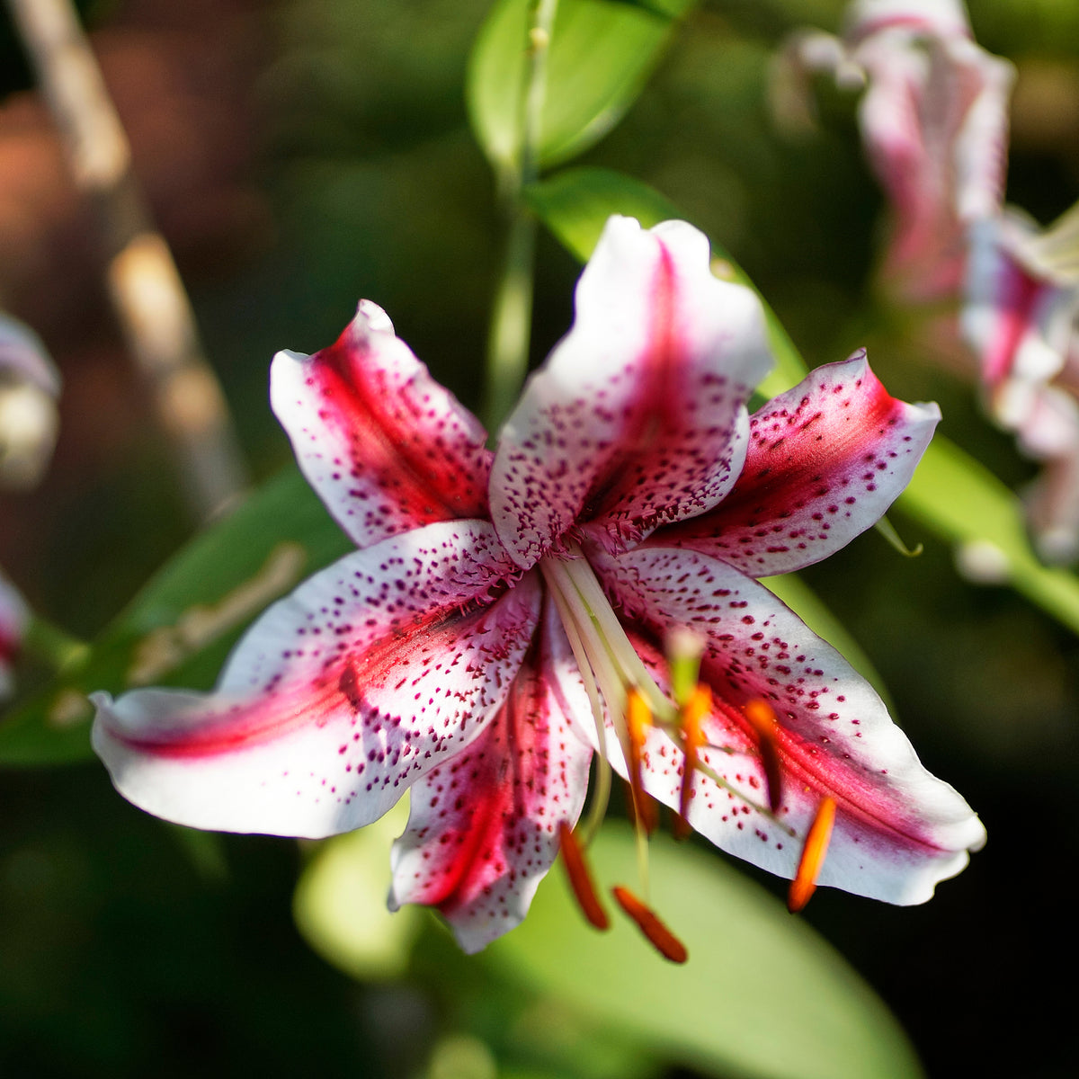 Orientalische Lilie 'Star Gazer' - Willemse
