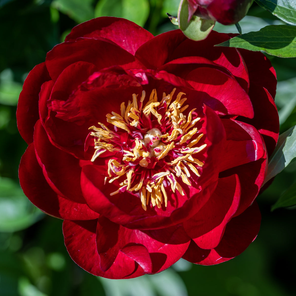 Pfingstrose 'Bella' - Willemse