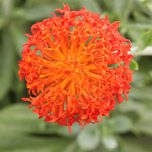 Greiskraut - Senecio cephalophorus - Willemse