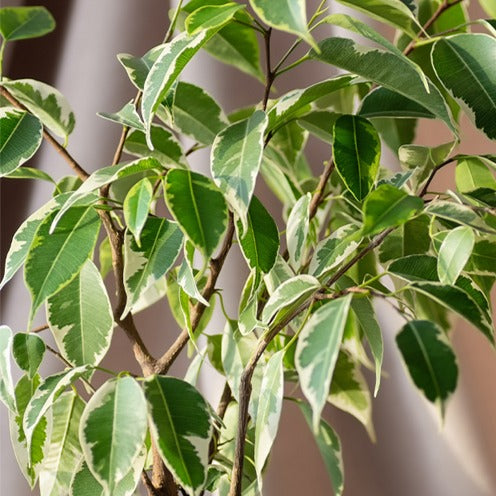 Trauerweide Twilight - Ficus benjamina Twilight