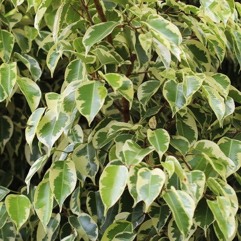 Trauerweide Golden King - Ficus benjamina Golden King