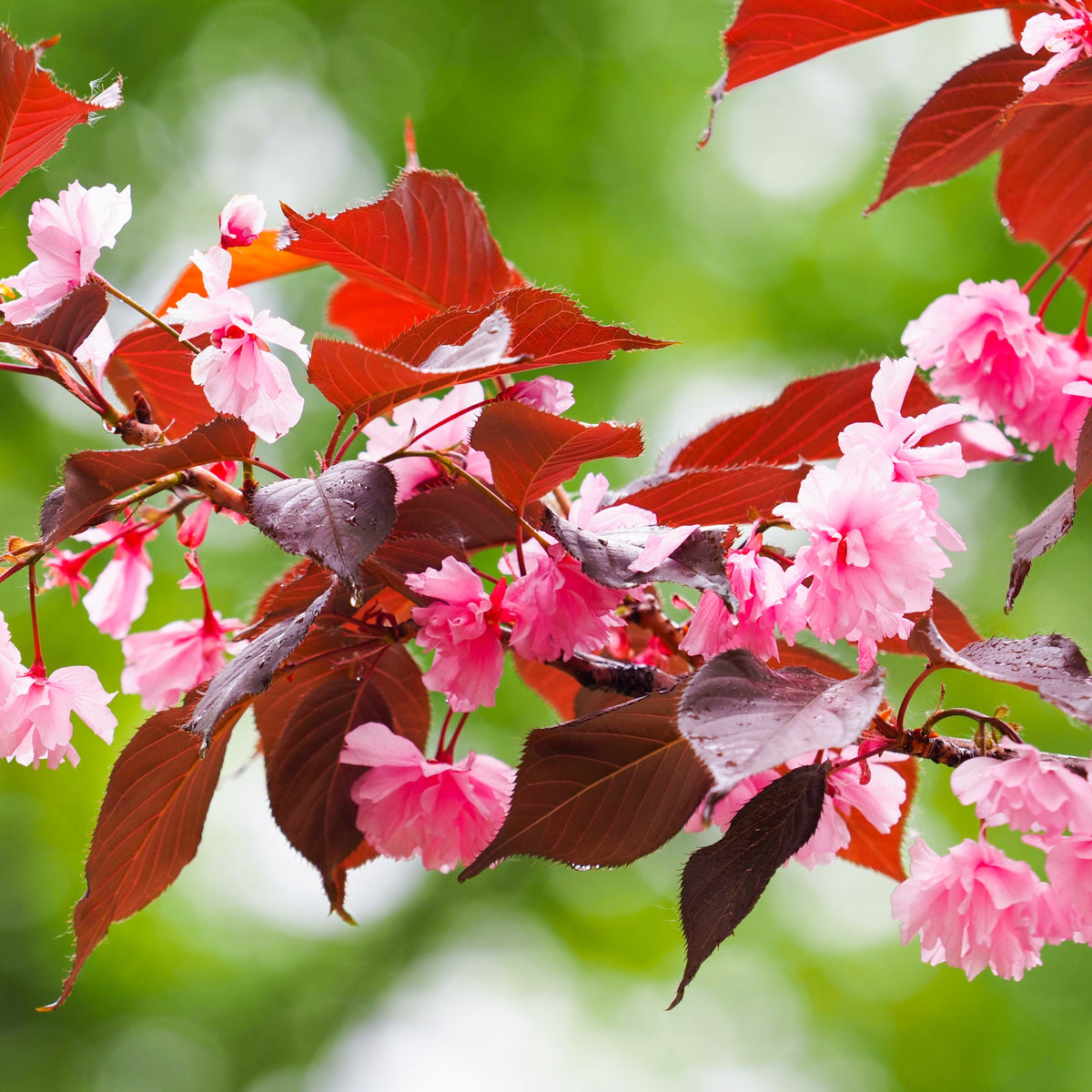 Japanische Blütenkirsche ‘Royal Burgundy’ - Willemse