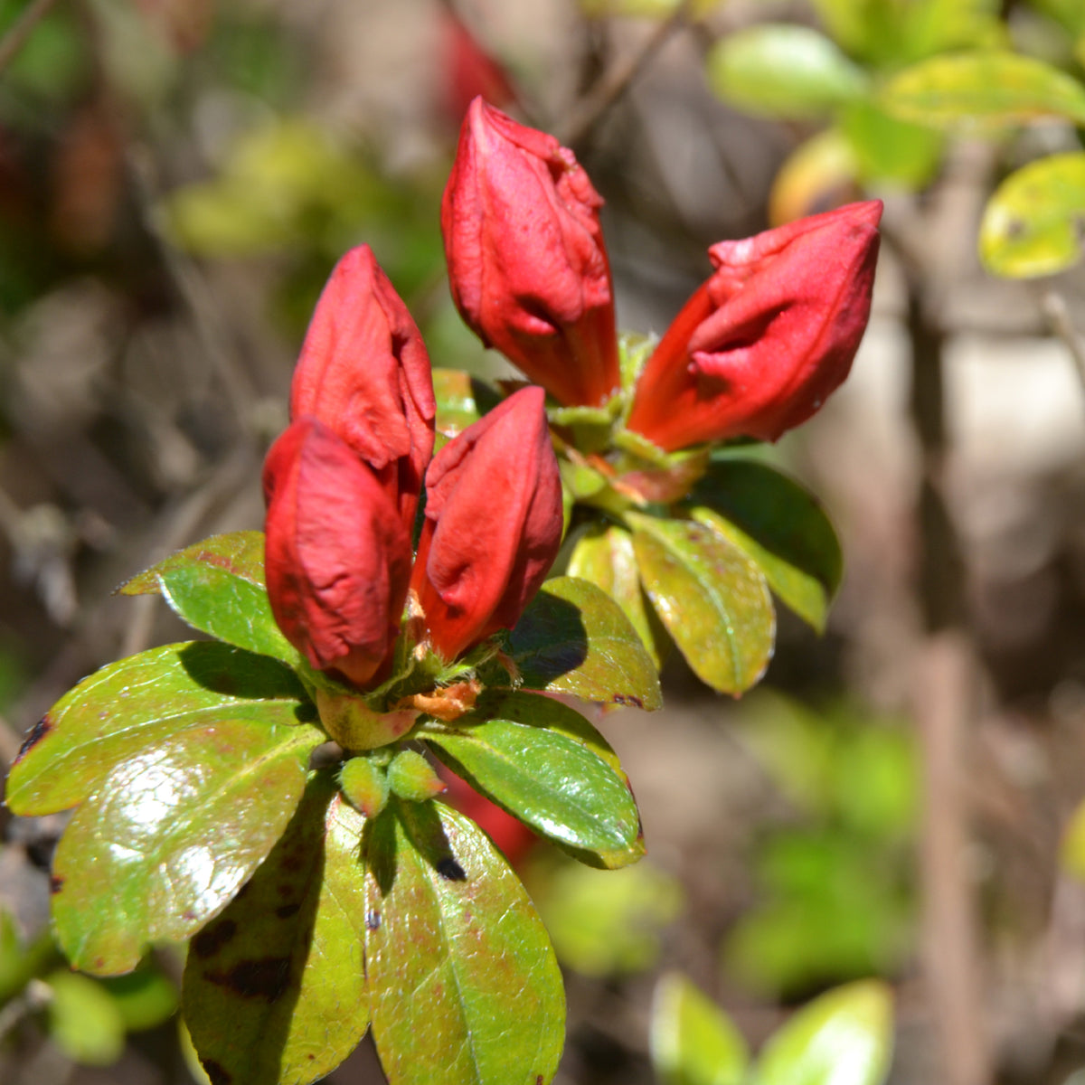 Japanische Azalee Orange Surprise - Azalea japonica Orange Surprise - Willemse