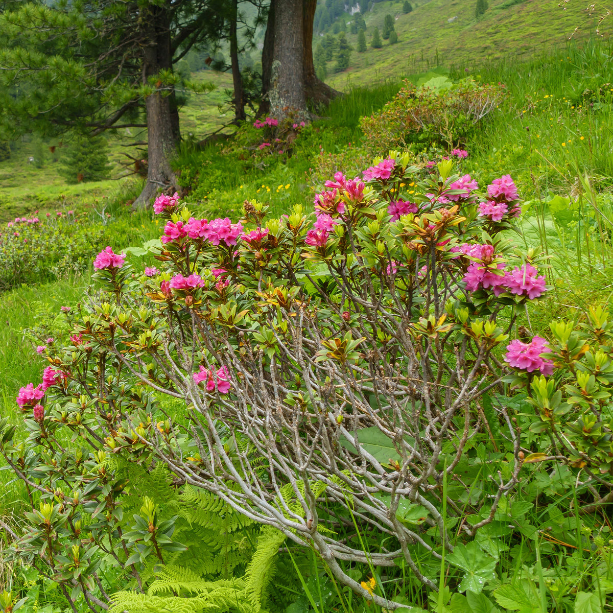 Japanische Azalee Lilac Surprise - Willemse