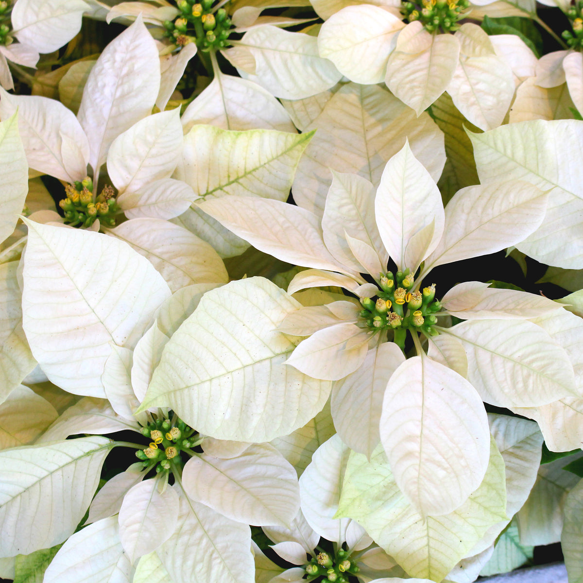 Weiße Poinsettia - Euphorbia pulcherrima white - Willemse
