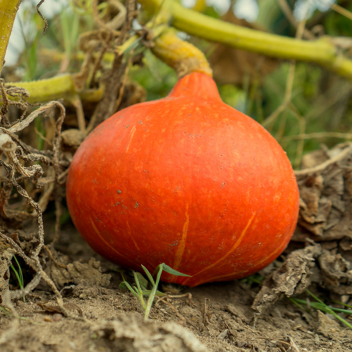 Kürbis ‘Potimarron’ - Willemse