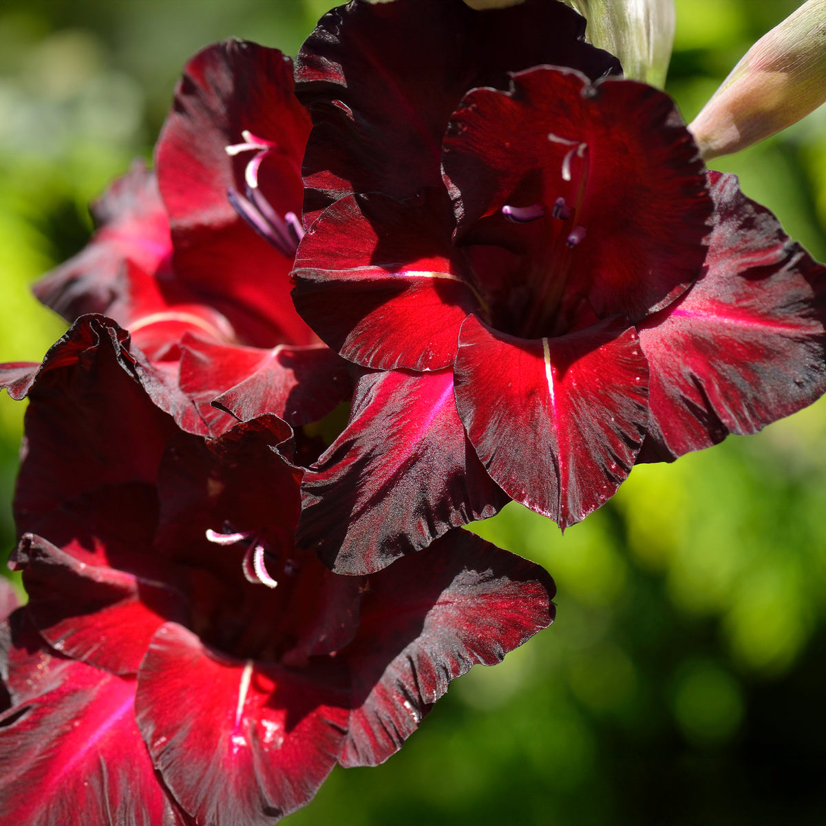 Gladiolus Black Surprise - Gladiolen Black Surprise (x25) - Gladiole-Zwiebeln