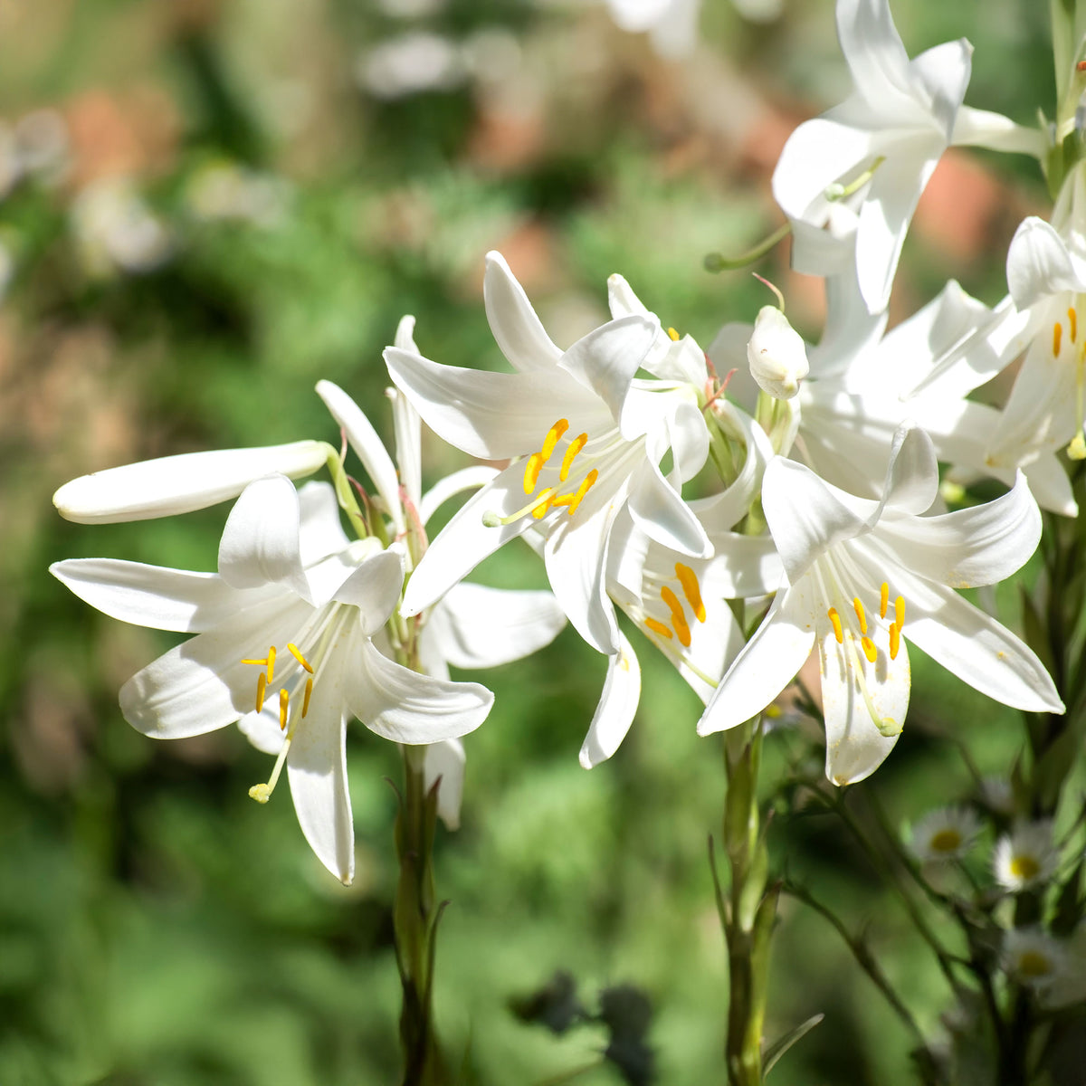 Madonnenlilien (x2) - Willemse
