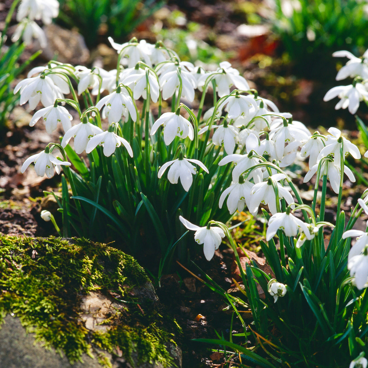Galanthus nivalis flore pleno - Doppeltes Schneeglöckchen (x10) - Schneeglöckchen - Galanthus-Zwiebeln