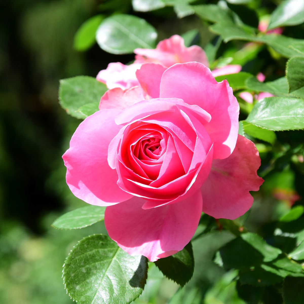 Rose Pink Perfume - Willemse