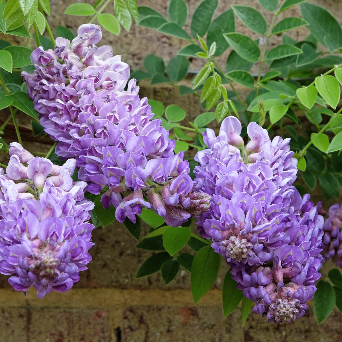 Amerikanischer Blauregen ‘Longwood Purple’ - Wisteria frutescens Longwood Purple - Willemse